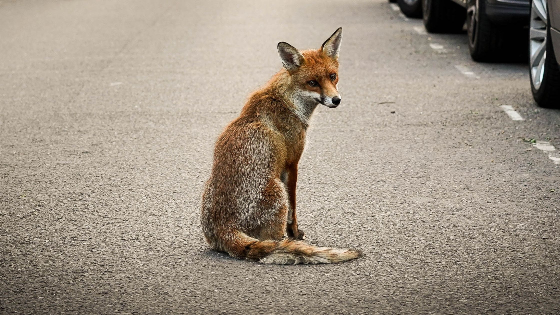 Read more about the article Cunning but not strong: How a neighbourhood fox helped me cope with war anxiety